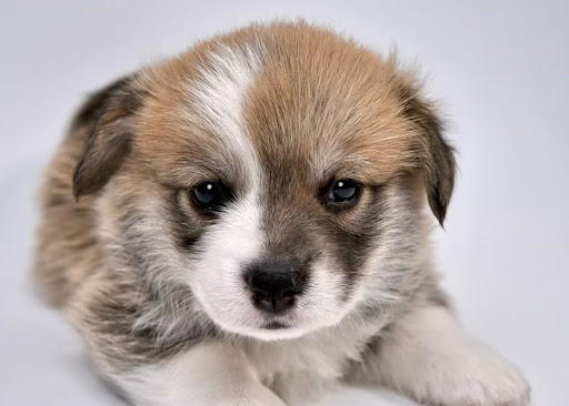 こちらを見つめる子犬