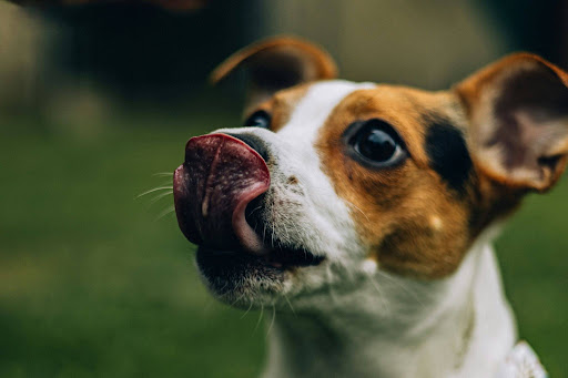 鼻先を舌で舐める犬