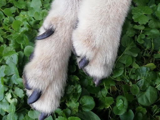 クローバーの上で揃えられた犬の足