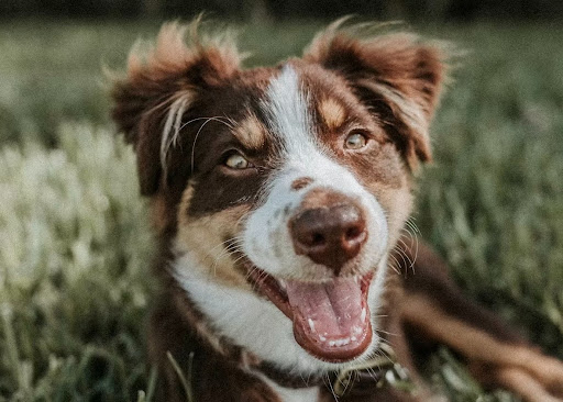 芝生の上で口を開けてこちらを見る犬