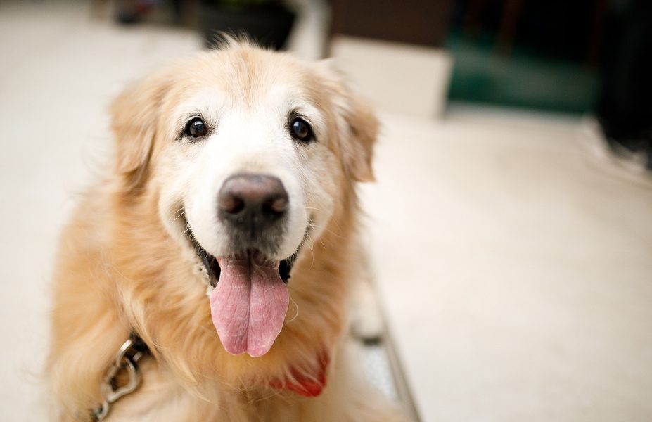 笑顔のシニア犬(ゴールデンレトリバー)