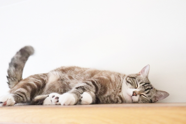 床に寝そべる猫