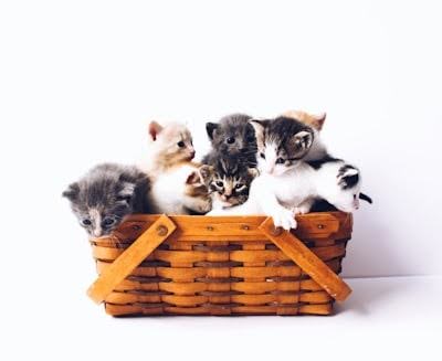 カゴに入ったたくさんの子猫