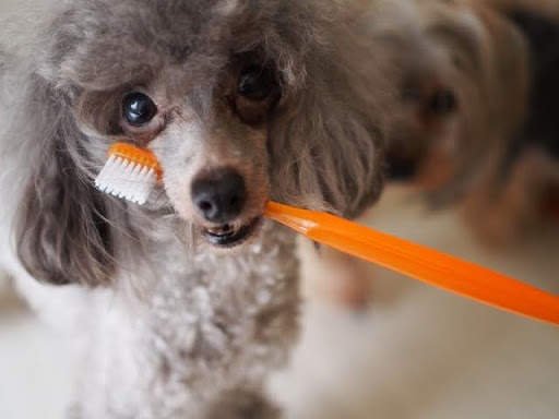 歯ブラシをくわえてこちらを見る犬
