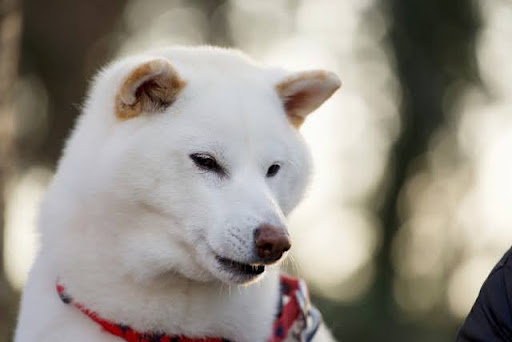 下を見つめる白い犬