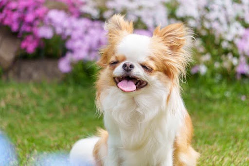 花の前で口を開けて座る犬
