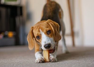 おやつをかじりながら遊ぶ犬