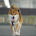 リードで道路を散歩する犬