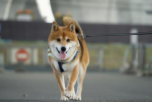 リードで道路を散歩する犬