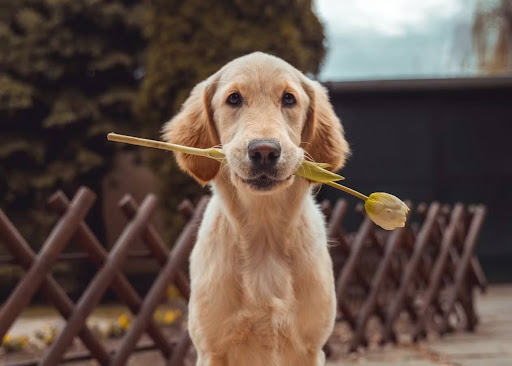 植物をくわえてこちらを見る犬