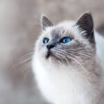 遠くを見つめる青い目の猫