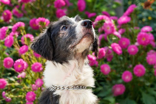 花畑の中で上を見上げる犬