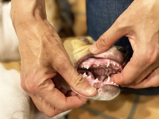 歯をチェックされる犬