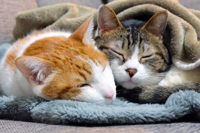 2匹で寄り添って眠る猫