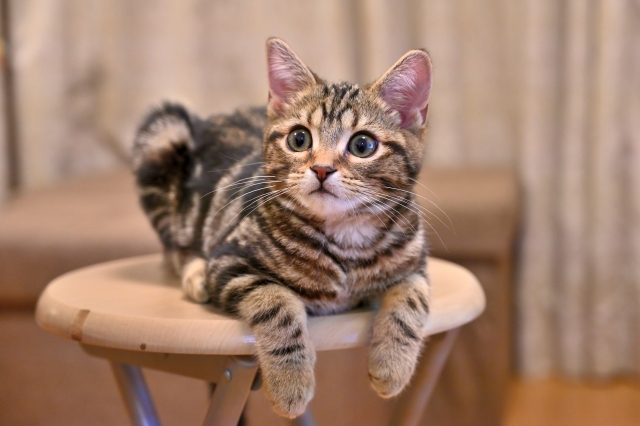 椅子の上でくつろぐ猫