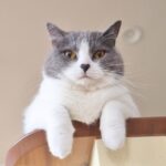 タワーの上から見下ろす猫