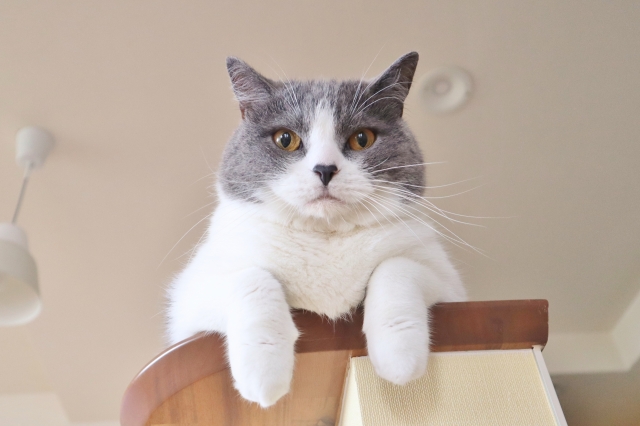 タワーの上から見下ろす猫