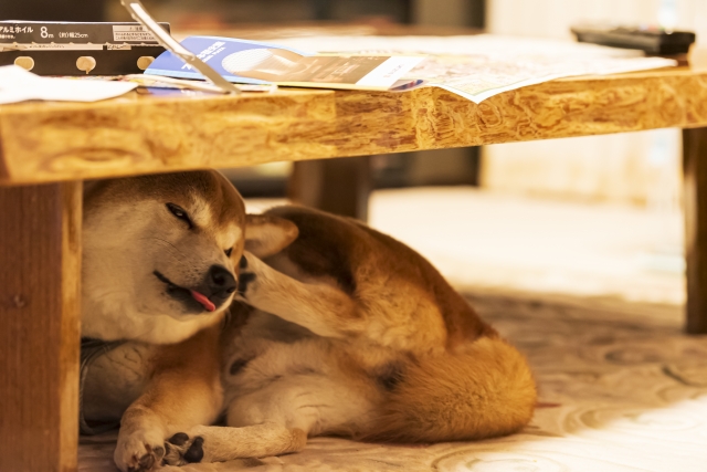 テーブルの下で顔をかく柴犬