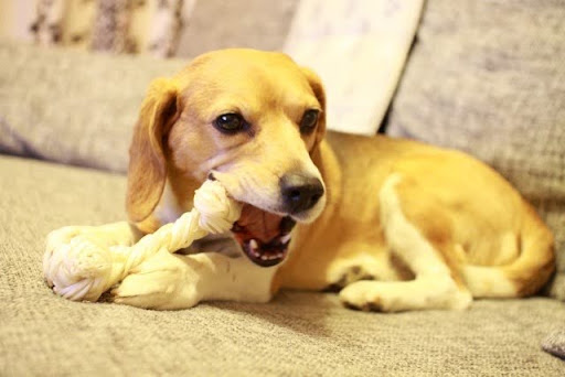 骨のおもちゃを齧る犬