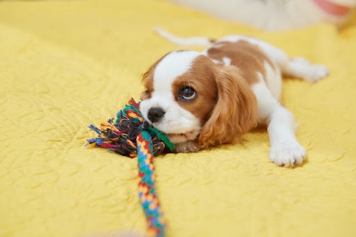おもちゃをかじって遊ぶ犬