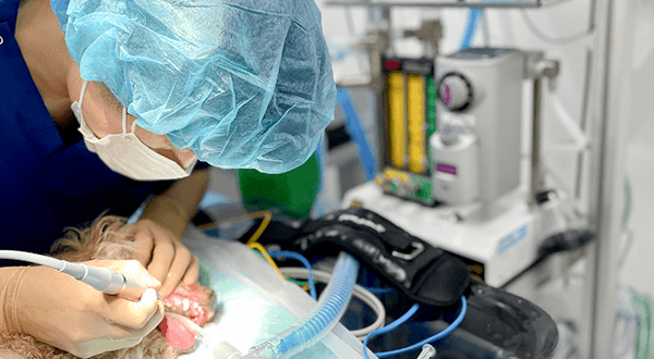 歯科専門サイト