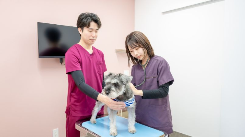 当院の強みは、皮膚科・腫瘍科・腎泌尿器科・外科です。