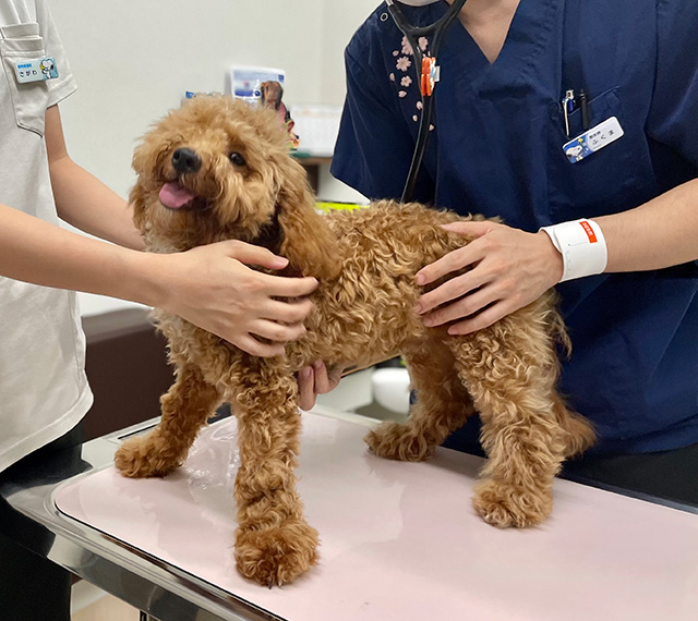 身体検査・スクリーニング