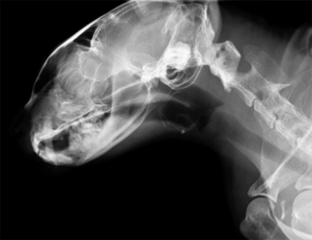 精密検査の実施