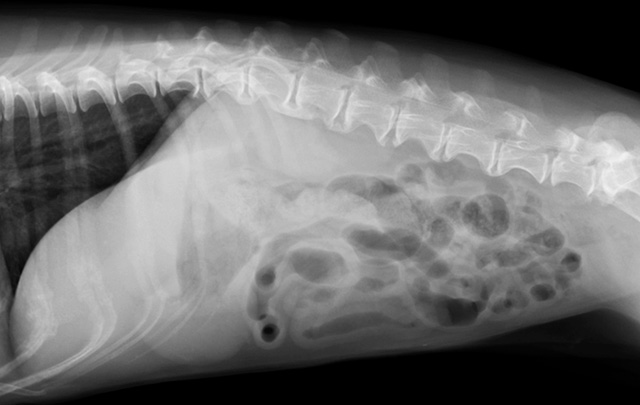 最新の内視鏡による「切らない」検査・治療