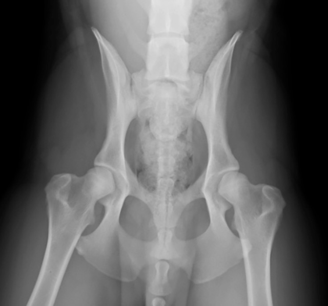 研修経験に裏打ちされた「丁寧な触診」