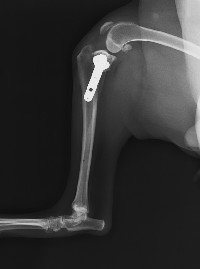 高度医療施設（二次診療施設）との密な連携