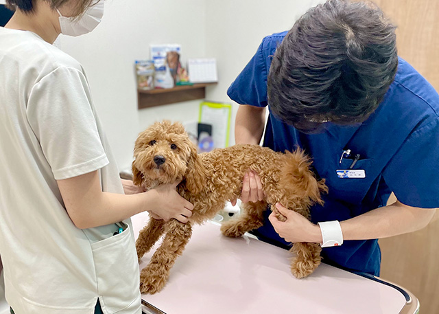 精密検査の実施