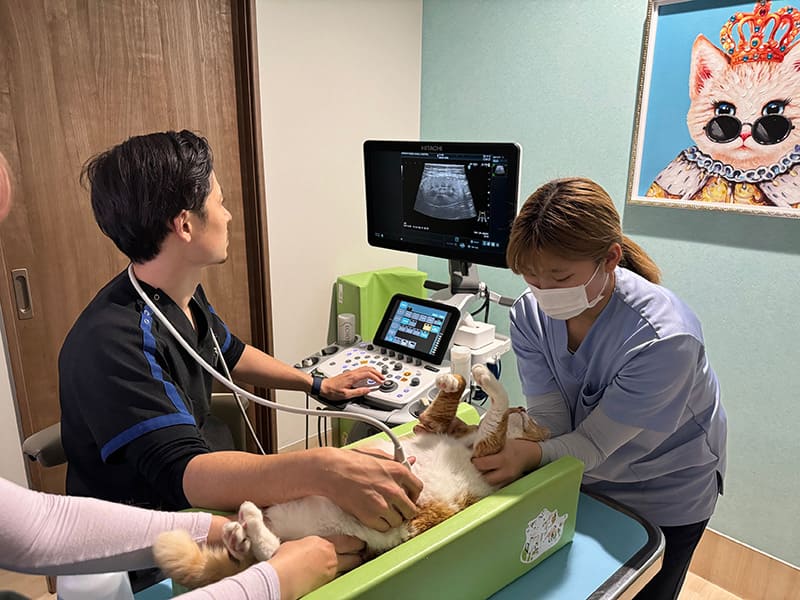 腹部・心臓エコー