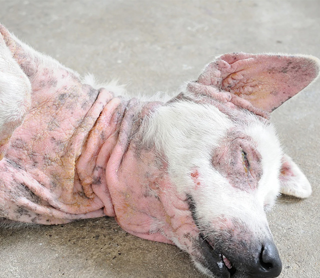 慢性的に治らない皮膚炎に関するご相談