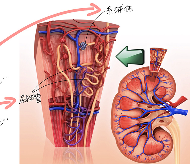 健康診断で腎臓の数値上昇が見つかった症例