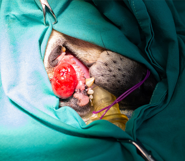 口腔内腫瘍の診断と外科治療の適応についての相談